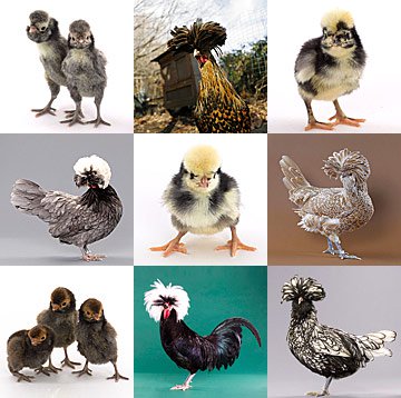 Mystery Chick from Our Polish Assortment