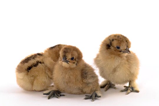 Mystery Chick from Our Silkie Bantam Assortment