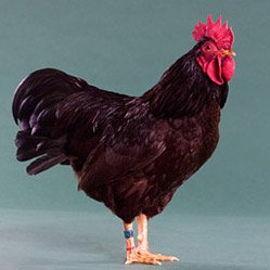 Hatching Eggs: Rhode Island Red, Merry Manor Location