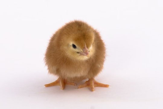 Baby Chicks: Rhode Island Red
