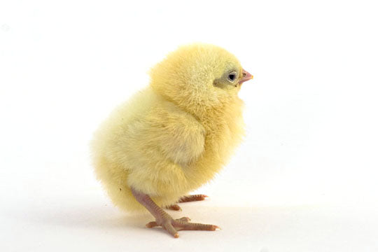 Baby Chicks: White Plymouth Rock