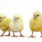 Austra White chicks 