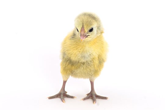 Baby Chicks: Silver Spangled Hamburg