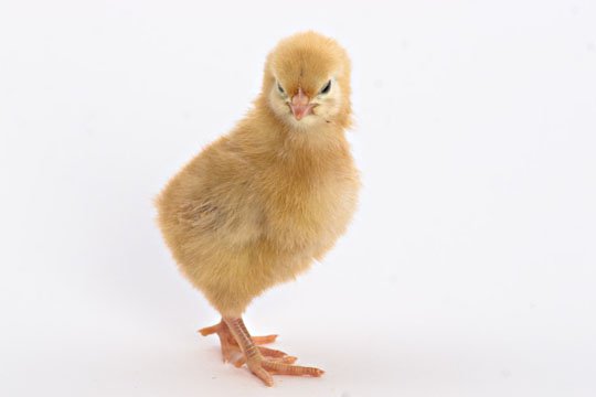 Baby Chicks: New Hampshire Red
