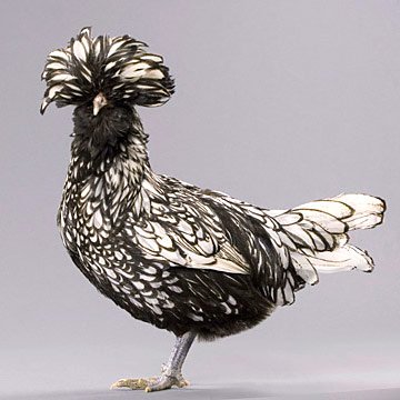 Baby Chicks: Silver Laced Polish