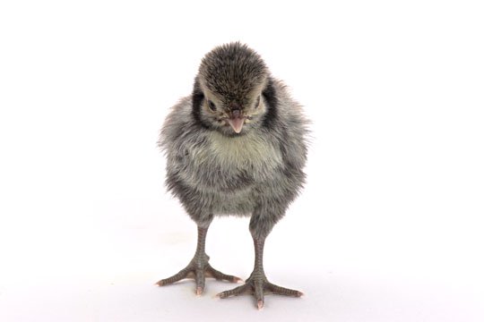 Baby Chicks: Silver Laced Polish