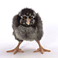 Baby Chicks: Silver Laced Wyandotte