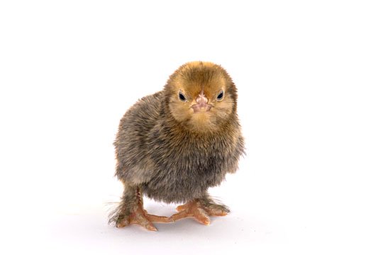 Baby Chicks: Mille Fleur d'Uccle Bantam