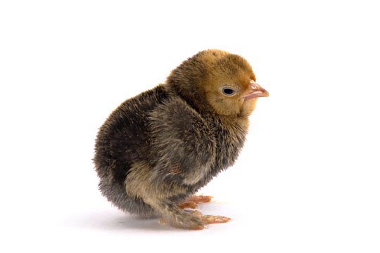 Baby Chicks: Mille Fleur d'Uccle Bantam