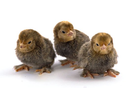 Baby Chicks: Mille Fleur d'Uccle Bantam