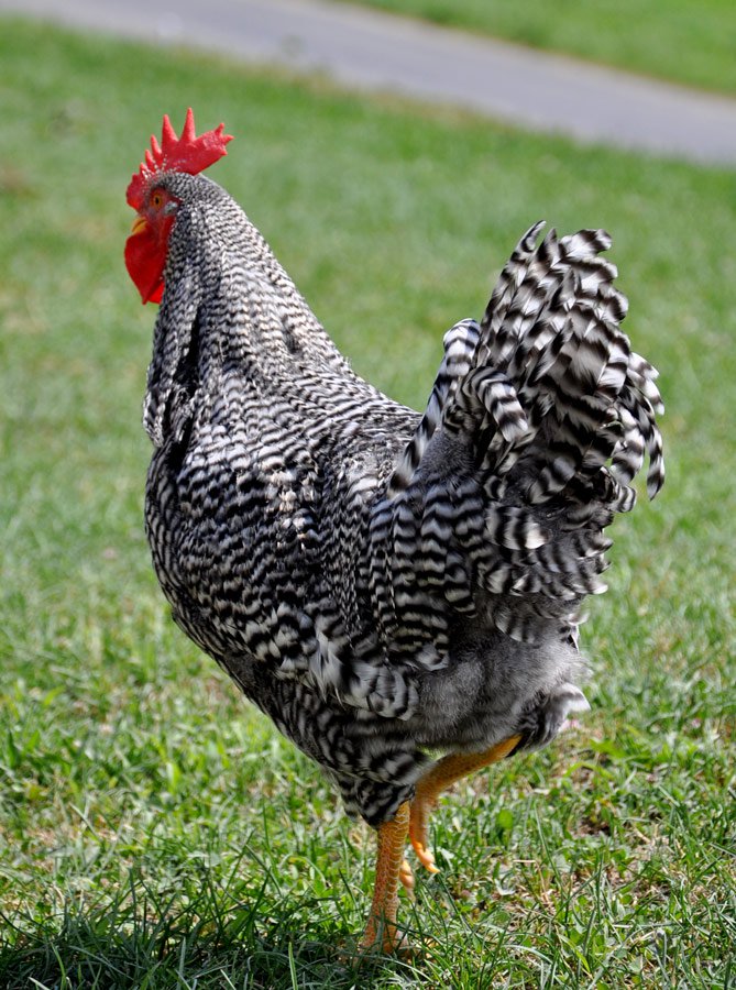 Barred Plymouth Rock rooster