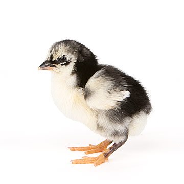 Black Sumatra baby chick