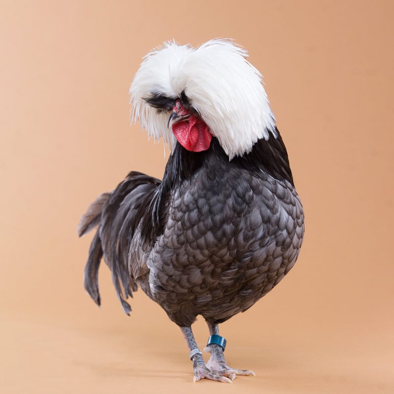 Baby Chicks: White Crested Blue Polish