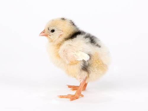 Exchequer Leghorn chick