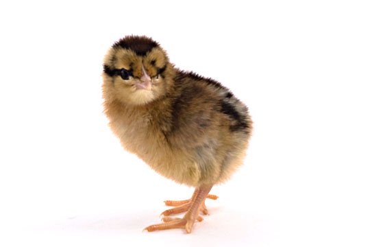 Light Brown Leghorn chick