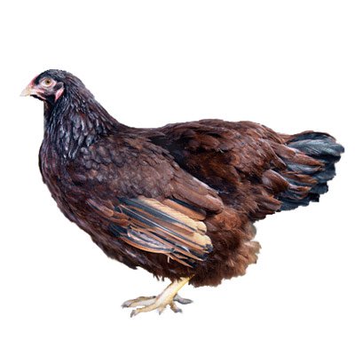 Buckeye chicken