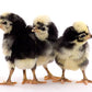 Baby Chicks: White Crested Black Polish Bantam