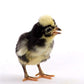 Baby Chicks: White Crested Black Polish Bantam