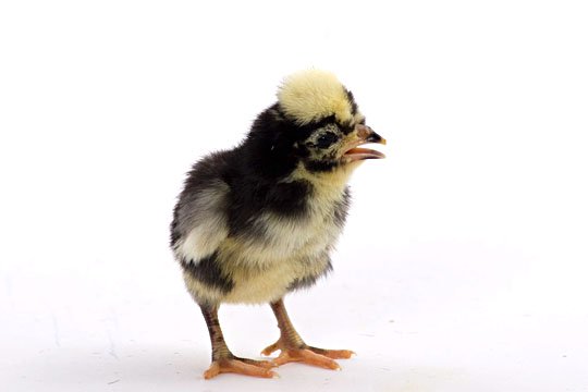 Baby Chicks: White Crested Black Polish Bantam