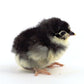 Black Australorp baby chicks