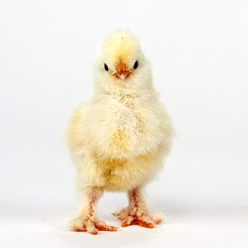 Baby Chicks: White Sultan