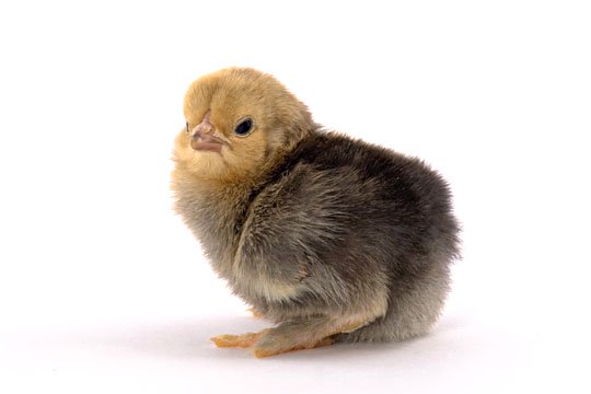 Buff Brahma bantam baby chicks
