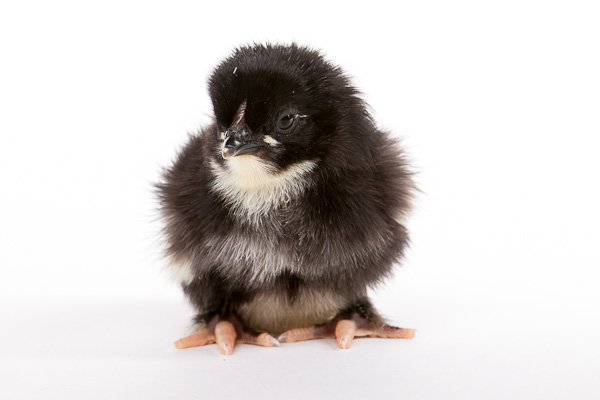Black Copper Marans baby chicks