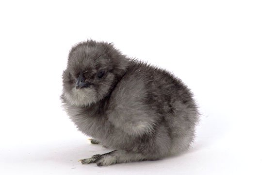 Blue Silkie bantam baby chicks