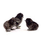 Black Silkie bantam baby chicks