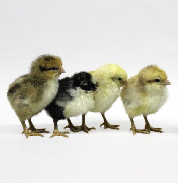 Swedish Flower Hen chicks