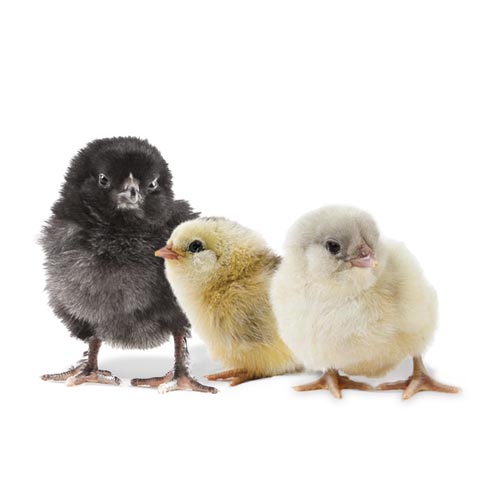 Green Queen Easter Egger chicks