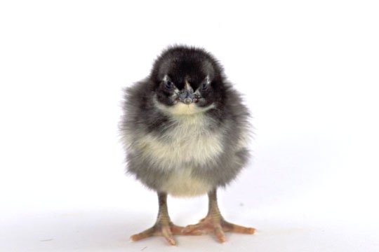 Black Jersey Giant baby chick