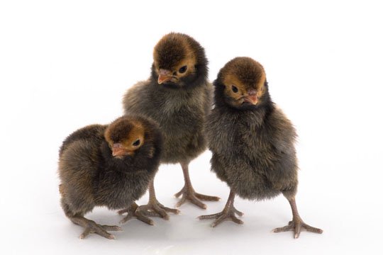 Golden Laced Polish chicks