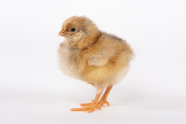 Blue Laced Red Wyandotte baby chicks