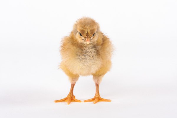 Blue Laced Red Wyandotte baby chicks