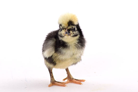 Baby Chicks: White Crested Black Polish