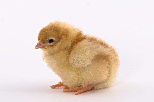 Golden Buff chick