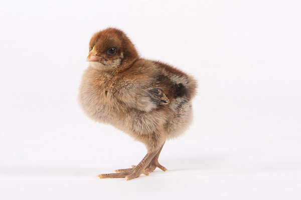 Baby Chicks: Partridge Penedesenca