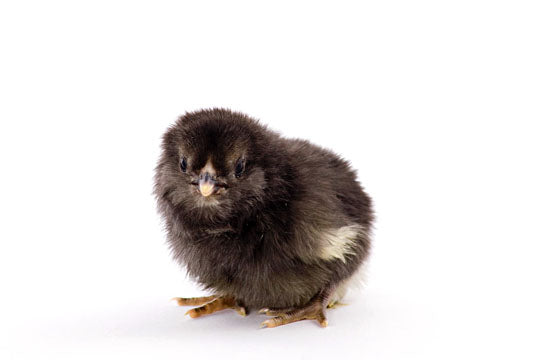 Baby Chicks: Easter Egger Bantam