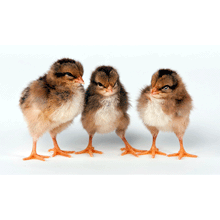 Welsummer Bantam baby chicks