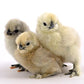 Baby Chicks: White Silkie Bantam