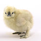 Baby Chicks: White Silkie Bantam