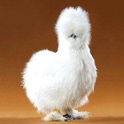Baby Chicks: White Silkie Bantam