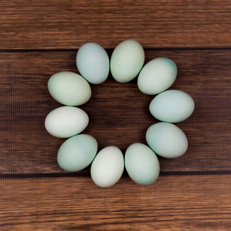 Blue Eggs from a Bountiful Blue Egg Layer Chicken