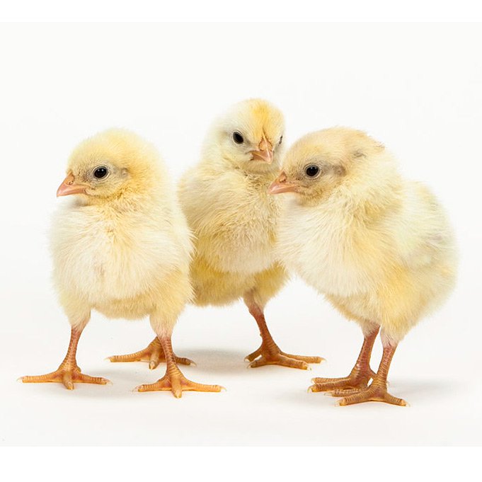 Bountiful Blue Egg Layer baby chicks