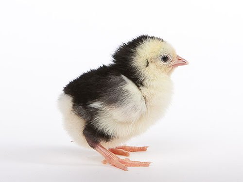 Ancona chick