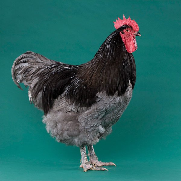 Blue Orpington rooster