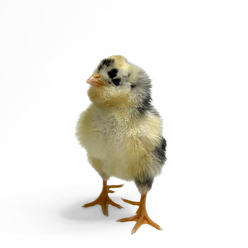 Baby Chicks: Mottled Houdan