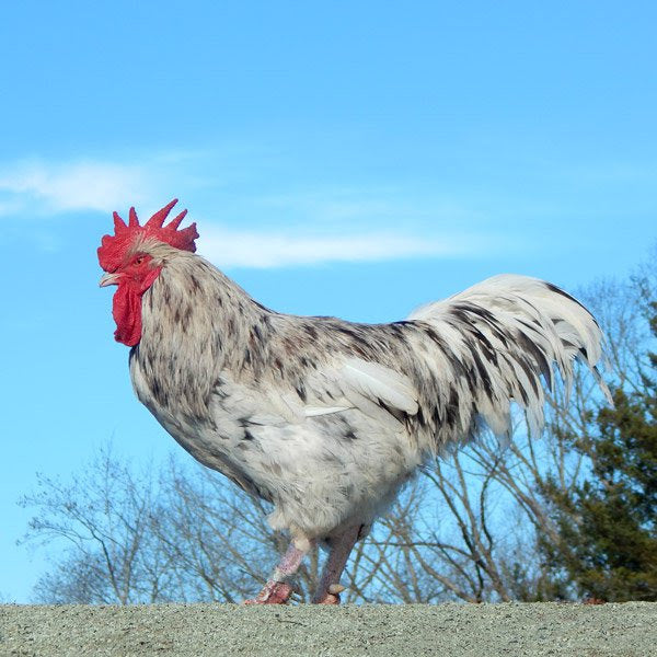 Chickens for Elitists, Hen Haven Location