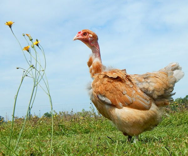 Fun & Funky (a.k.a. chickens of Instagram), Hen Haven Location